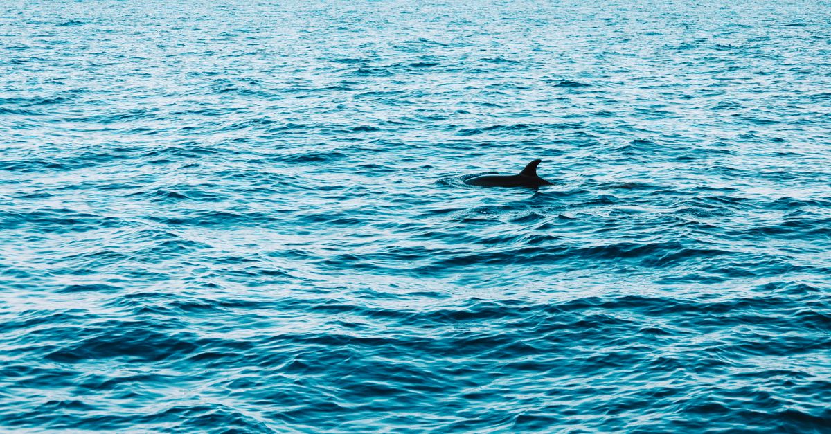 Several dolphins break the surface of the open Atlantic close together, spray around their dorsal fins