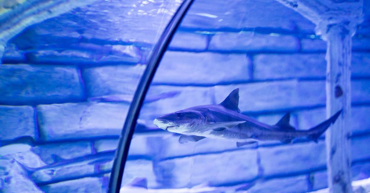 Looking through a glass underwater tunnel in an aquarium, with fish and a ray passing overhead